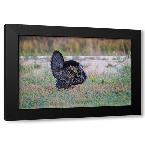 Osceola turkey-near Stick Marsh-Florida Black Modern Wood Framed Art Print with Double Matting by Jones, Adam