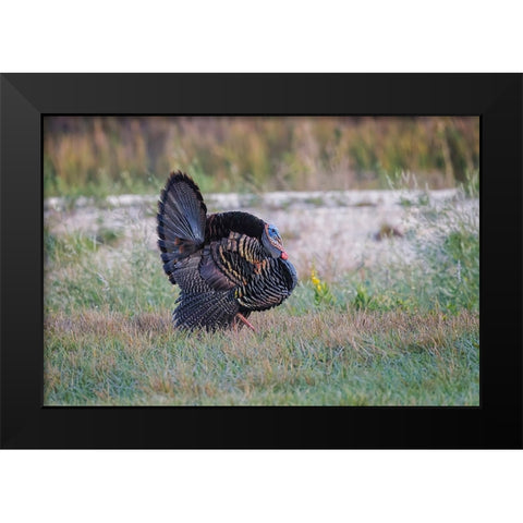 Osceola turkey-near Stick Marsh-Florida Black Modern Wood Framed Art Print by Jones, Adam