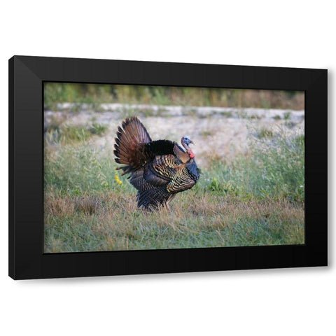 Osceola turkey-near Stick Marsh-Florida Black Modern Wood Framed Art Print with Double Matting by Jones, Adam