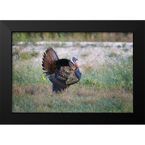 Osceola turkey-near Stick Marsh-Florida Black Modern Wood Framed Art Print by Jones, Adam