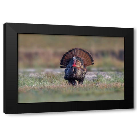 Osceola turkey-near Stick Marsh-Florida Black Modern Wood Framed Art Print with Double Matting by Jones, Adam