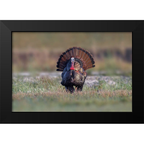 Osceola turkey-near Stick Marsh-Florida Black Modern Wood Framed Art Print by Jones, Adam