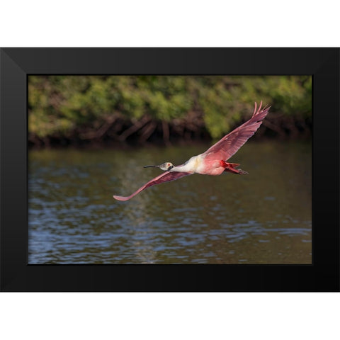 Roseate spoonbill flying-Stick Marsh-Florida Black Modern Wood Framed Art Print by Jones, Adam