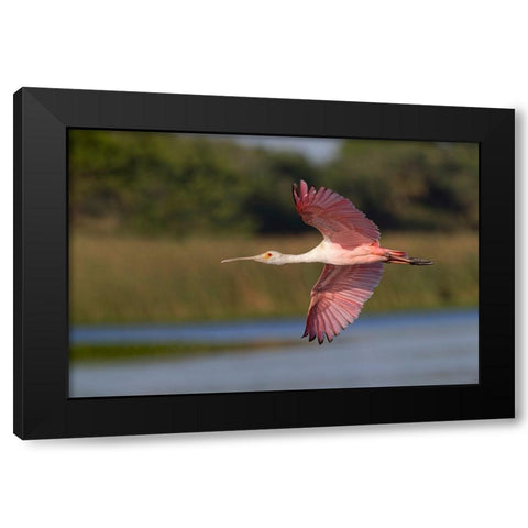 Roseate spoonbill flying-Stick Marsh-Florida Black Modern Wood Framed Art Print by Jones, Adam