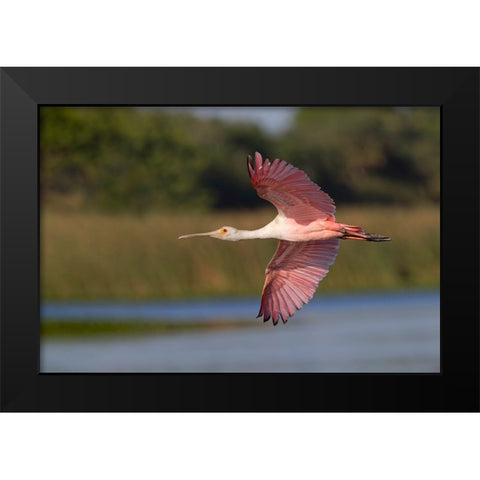Roseate spoonbill flying-Stick Marsh-Florida Black Modern Wood Framed Art Print by Jones, Adam