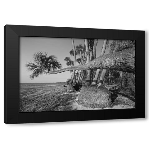 Sable palm tree along shoreline of Harney Lake at sunset-Florida Black Modern Wood Framed Art Print by Jones, Adam