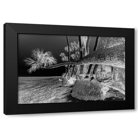Sable palm tree along shoreline of Harney Lake at sunset-Florida Black Modern Wood Framed Art Print with Double Matting by Jones, Adam