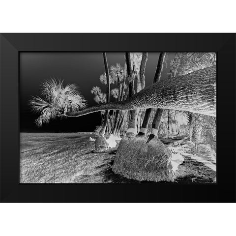 Sable palm tree along shoreline of Harney Lake at sunset-Florida Black Modern Wood Framed Art Print by Jones, Adam