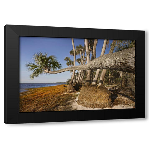 Sable palm tree along shoreline of Harney Lake at sunset-Florida Black Modern Wood Framed Art Print by Jones, Adam
