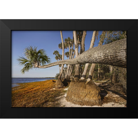 Sable palm tree along shoreline of Harney Lake at sunset-Florida Black Modern Wood Framed Art Print by Jones, Adam