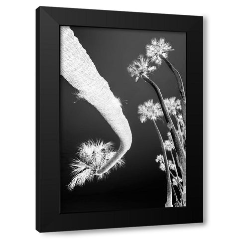 Sable palm tree along shoreline of Harney Lake at sunset-Florida Black Modern Wood Framed Art Print by Jones, Adam