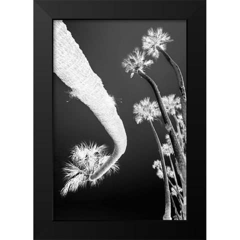 Sable palm tree along shoreline of Harney Lake at sunset-Florida Black Modern Wood Framed Art Print by Jones, Adam