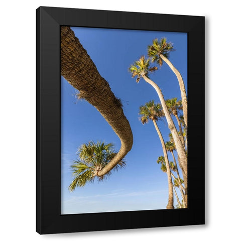 Sable palm tree along shoreline of Harney Lake at sunset-Florida Black Modern Wood Framed Art Print with Double Matting by Jones, Adam