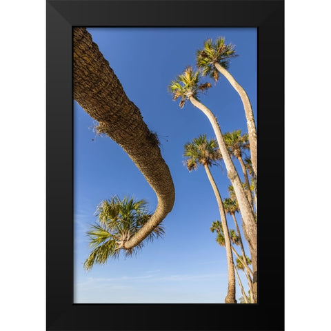 Sable palm tree along shoreline of Harney Lake at sunset-Florida Black Modern Wood Framed Art Print by Jones, Adam