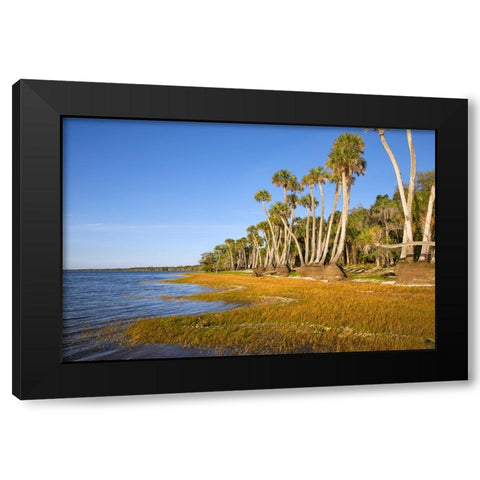 Sable palm tree trunks along shoreline of Harney Lake at sunset-Florida Black Modern Wood Framed Art Print by Jones, Adam