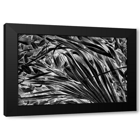 Sable palm frond on the ground in Black and white-Harney Lake-Florida Black Modern Wood Framed Art Print with Double Matting by Jones, Adam