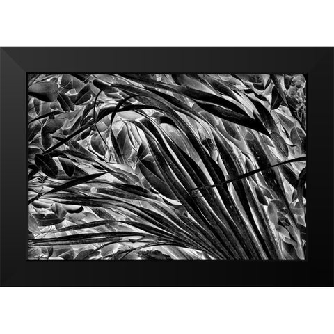 Sable palm frond on the ground in Black and white-Harney Lake-Florida Black Modern Wood Framed Art Print by Jones, Adam