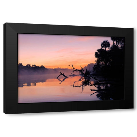 Predawn view of mist and fallen trees reflecting on blackwater area of St Johns River Black Modern Wood Framed Art Print by Jones, Adam