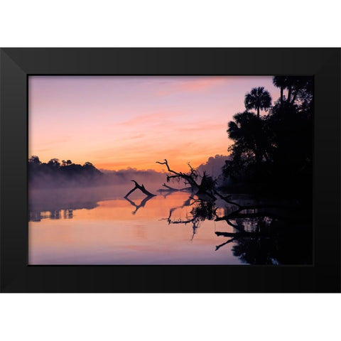 Predawn view of mist and fallen trees reflecting on blackwater area of St Johns River Black Modern Wood Framed Art Print by Jones, Adam