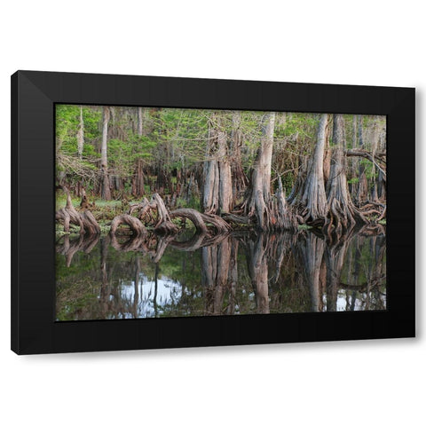 Early spring view of cypress trees reflecting on blackwater area of St Johns River-central Florida Black Modern Wood Framed Art Print with Double Matting by Jones, Adam