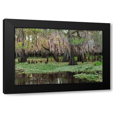 Early spring view of cypress trees reflecting on blackwater area of St Johns River-central Florida Black Modern Wood Framed Art Print with Double Matting by Jones, Adam