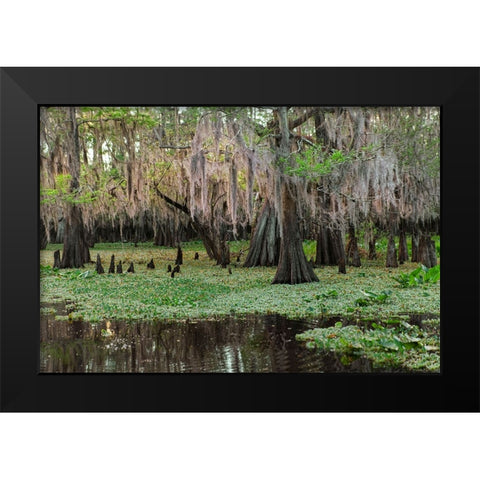 Early spring view of cypress trees reflecting on blackwater area of St Johns River-central Florida Black Modern Wood Framed Art Print by Jones, Adam