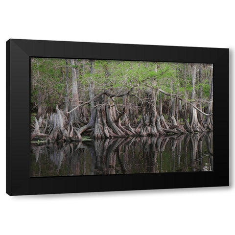 Early spring view of cypress trees reflecting on blackwater area of St Johns River-central Florida Black Modern Wood Framed Art Print by Jones, Adam