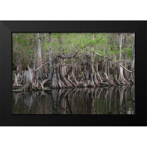 Early spring view of cypress trees reflecting on blackwater area of St Johns River-central Florida Black Modern Wood Framed Art Print by Jones, Adam