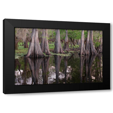 Early spring view of cypress trees reflecting on blackwater area of St Johns River-central Florida Black Modern Wood Framed Art Print by Jones, Adam