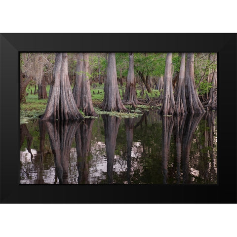 Early spring view of cypress trees reflecting on blackwater area of St Johns River-central Florida Black Modern Wood Framed Art Print by Jones, Adam