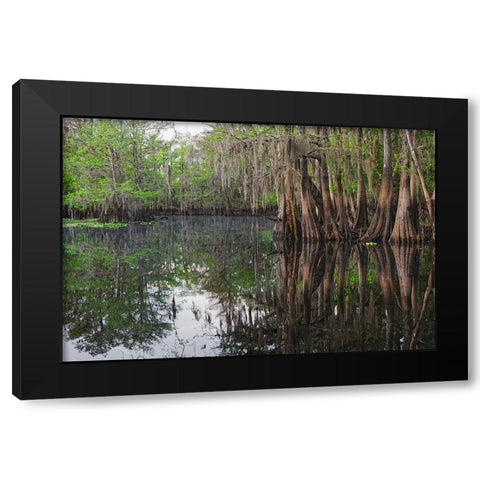 Early spring view of cypress trees reflecting on blackwater area of St Johns River-central Florida Black Modern Wood Framed Art Print with Double Matting by Jones, Adam