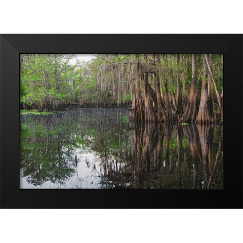 Early spring view of cypress trees reflecting on blackwater area of St Johns River-central Florida Black Modern Wood Framed Art Print by Jones, Adam
