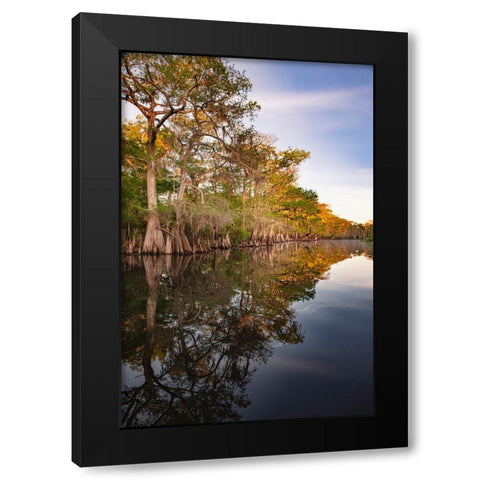 Early spring view of cypress trees reflecting on blackwater area of St Johns River-central Florida Black Modern Wood Framed Art Print with Double Matting by Jones, Adam
