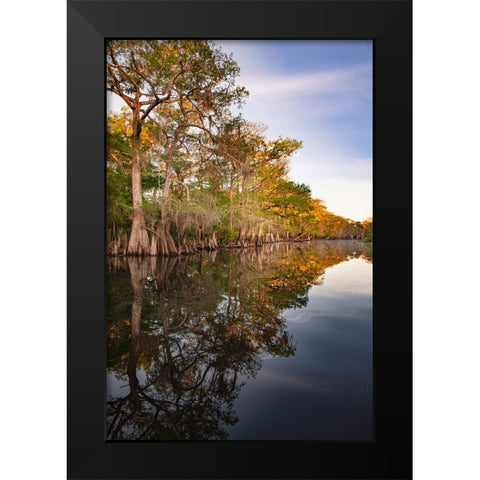 Early spring view of cypress trees reflecting on blackwater area of St Johns River-central Florida Black Modern Wood Framed Art Print by Jones, Adam