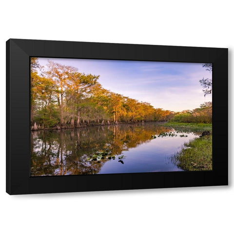 Early spring view of cypress trees reflecting on blackwater area of St Johns River-central Florida Black Modern Wood Framed Art Print by Jones, Adam