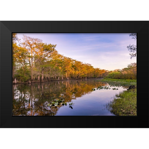 Early spring view of cypress trees reflecting on blackwater area of St Johns River-central Florida Black Modern Wood Framed Art Print by Jones, Adam