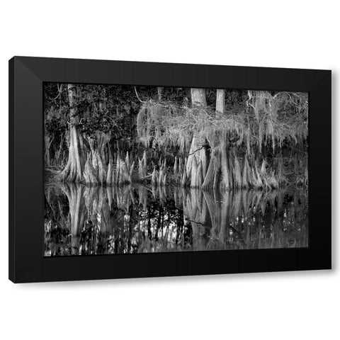 Early spring view of cypress trees reflecting on blackwater area of St Johns River-central Florida Black Modern Wood Framed Art Print by Jones, Adam