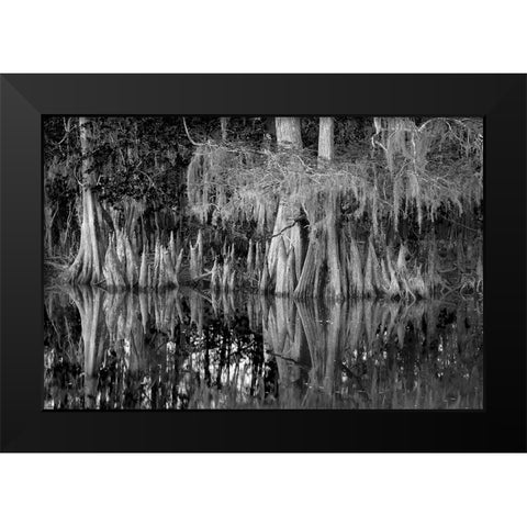 Early spring view of cypress trees reflecting on blackwater area of St Johns River-central Florida Black Modern Wood Framed Art Print by Jones, Adam