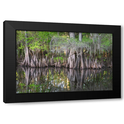 Early spring view of cypress trees reflecting on blackwater area of St Johns River-central Florida Black Modern Wood Framed Art Print with Double Matting by Jones, Adam