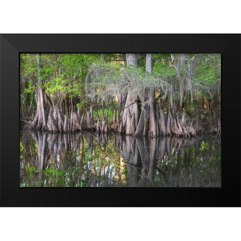 Early spring view of cypress trees reflecting on blackwater area of St Johns River-central Florida Black Modern Wood Framed Art Print by Jones, Adam