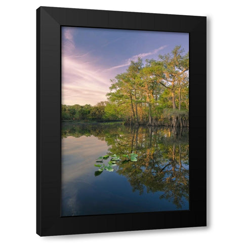 Early spring view of cypress trees reflecting on blackwater area of St Johns River-central Florida Black Modern Wood Framed Art Print with Double Matting by Jones, Adam
