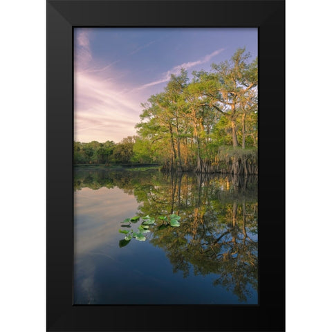 Early spring view of cypress trees reflecting on blackwater area of St Johns River-central Florida Black Modern Wood Framed Art Print by Jones, Adam