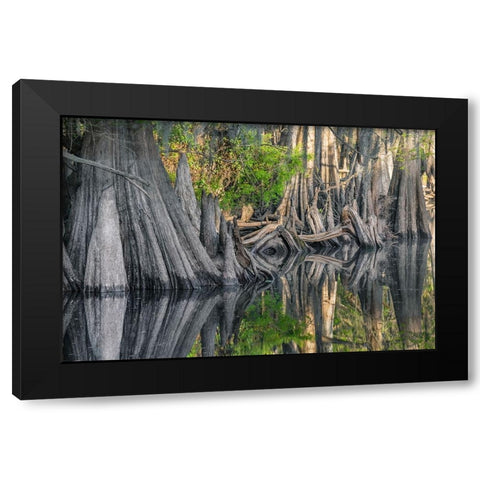 Early spring view of cypress trees reflecting on blackwater area of St Johns River-central Florida Black Modern Wood Framed Art Print with Double Matting by Jones, Adam
