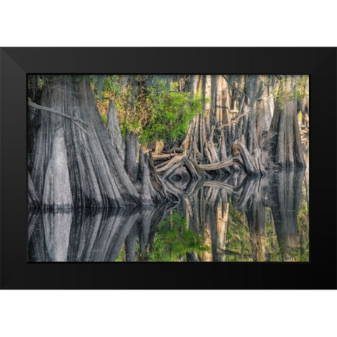 Early spring view of cypress trees reflecting on blackwater area of St Johns River-central Florida Black Modern Wood Framed Art Print by Jones, Adam