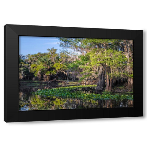 Early spring view of cypress trees reflecting on blackwater area of St Johns River-central Florida Black Modern Wood Framed Art Print by Jones, Adam