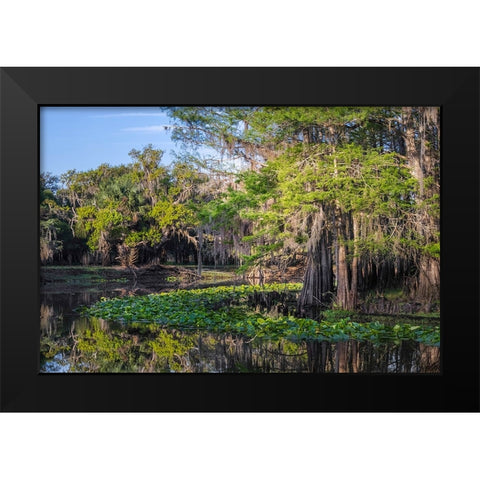 Early spring view of cypress trees reflecting on blackwater area of St Johns River-central Florida Black Modern Wood Framed Art Print by Jones, Adam