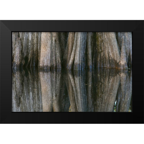 Pattern of cypress trees reflecting on blackwater area of St Johns River-central Florida Black Modern Wood Framed Art Print by Jones, Adam