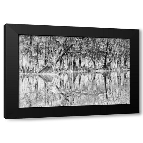 Early spring view of cypress trees reflecting on blackwater area of St Johns River-central Florida Black Modern Wood Framed Art Print with Double Matting by Jones, Adam
