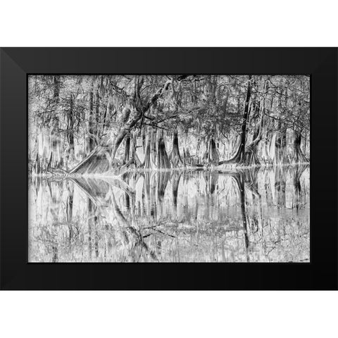 Early spring view of cypress trees reflecting on blackwater area of St Johns River-central Florida Black Modern Wood Framed Art Print by Jones, Adam