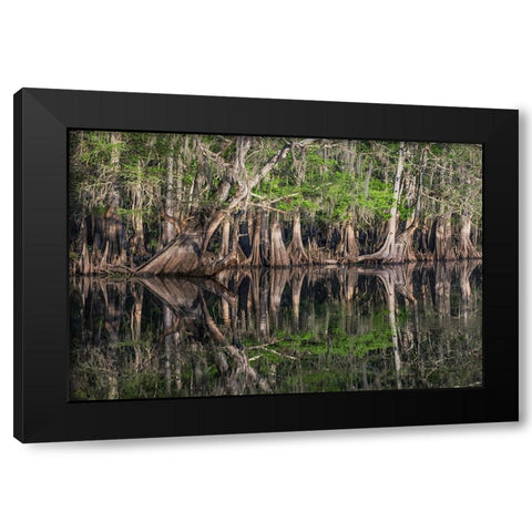 Early spring view of cypress trees reflecting on blackwater area of St Johns River-central Florida Black Modern Wood Framed Art Print with Double Matting by Jones, Adam